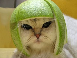 Cat with a helmet