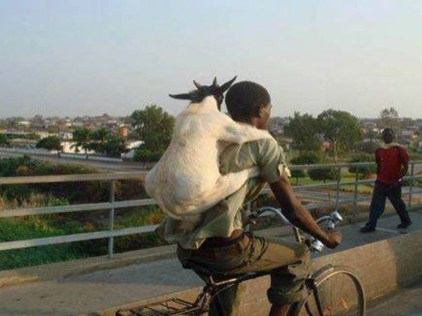 അതിജീവനം ആടിൻറെയും പ്രശ്നമാണ്