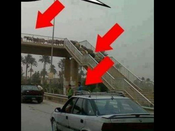 മാടുകൾക്കുള്ള ബുദ്ധി