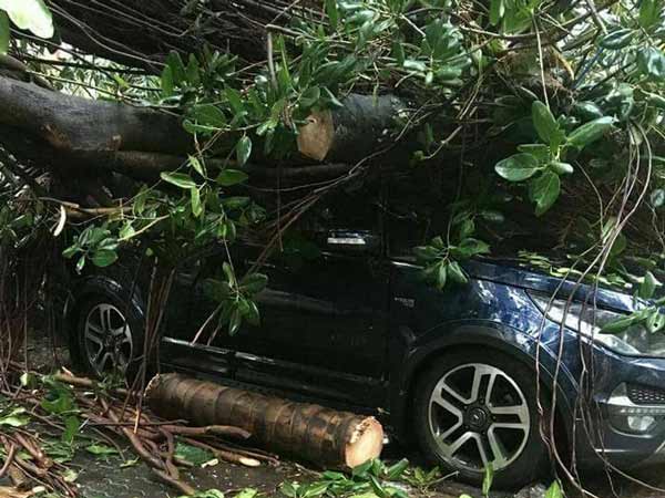 ടാറ്റയുടേത് കേവലം വീരവാദമല്ല; കടപുഴകി വീണ ഭീമന് മരത്തിനെയും അതിജീവിച്ച് ഹെക്സ