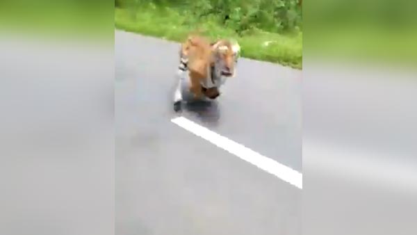 കാട്ടുപാതയില് ബൈക്ക് യാത്രക്കാരെ പിന്തുടര്ന്ന് കടുവ, വീഡിയോ വൈറല്