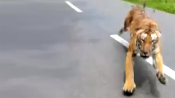കാട്ടുപാതയില് ബൈക്ക് യാത്രക്കാരെ പിന്തുടര്ന്ന് കടുവ, വീഡിയോ വൈറല്