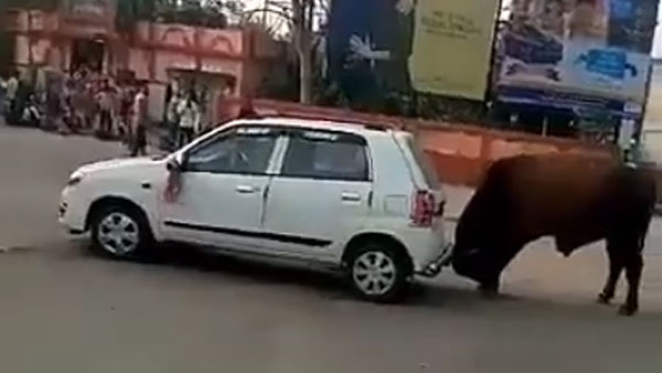 കാളയുടെ കലിക്ക് ഇരയായി ഒരു മാരുതി ആൾട്ടോ