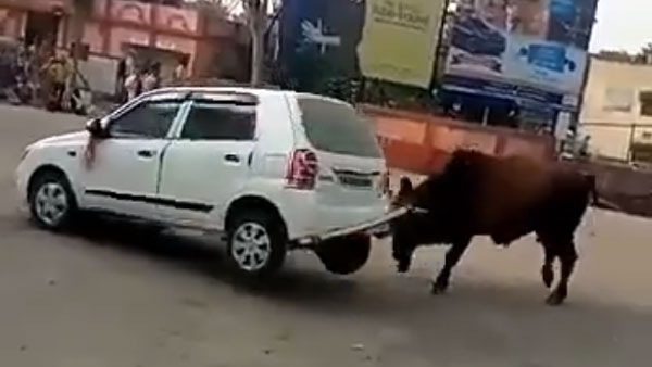 കാളയുടെ കലിക്ക് ഇരയായി ഒരു മാരുതി ആൾട്ടോ