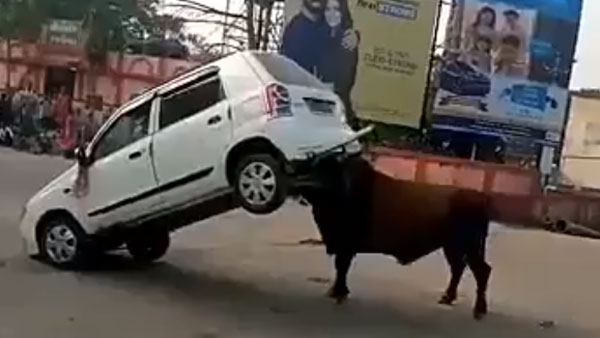 കാളയുടെ കലിക്ക് ഇരയായി ഒരു മാരുതി ആൾട്ടോ
