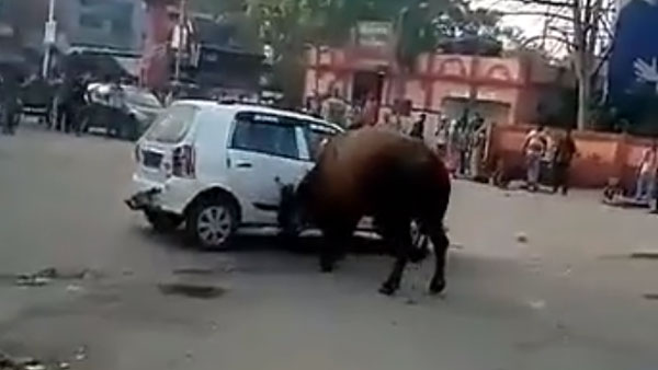 കാളയുടെ കലിക്ക് ഇരയായി ഒരു മാരുതി ആൾട്ടോ