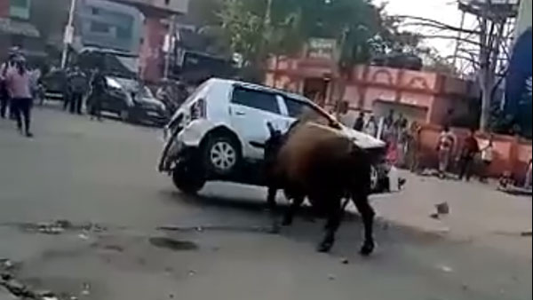 കാളയുടെ കലിക്ക് ഇരയായി ഒരു മാരുതി ആൾട്ടോ
