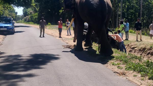 കുഴിയിൽ വീണ മാരുതി കാറിനെ കരകയറ്റി കൊമ്പൻ